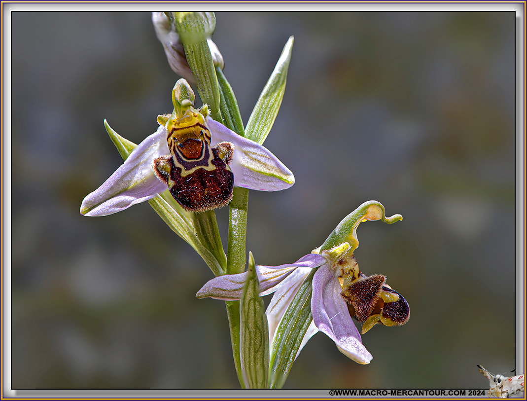 Ophrys Abeille